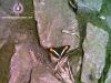 borboleta.jpg